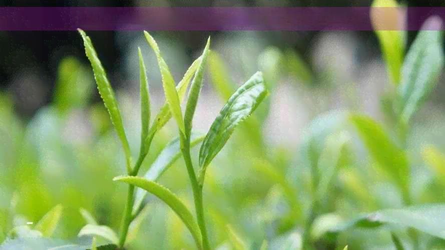 陈皮胎菊茶的全面功效、禁忌与适用人群解析：如何科学饮用以达到效果
