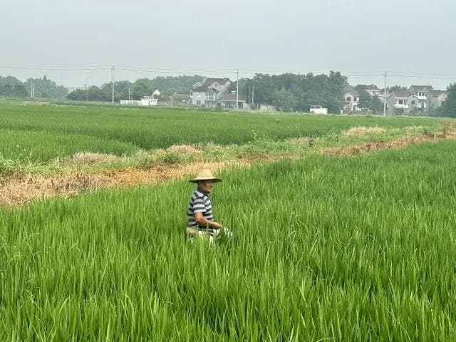 水稻进入拔节孕穗期 专家提醒加强水肥管理