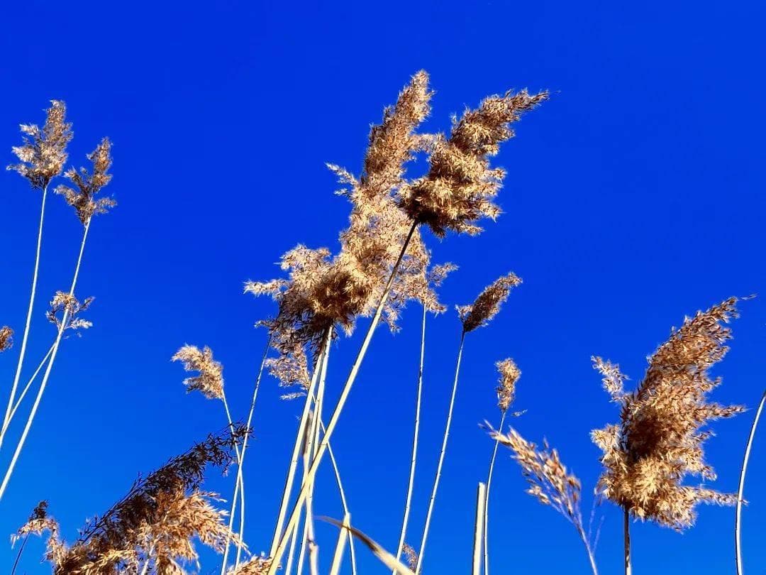 芦苇丛该不该割？看虫虫们如何选边站 | 湿地昆虫王国
