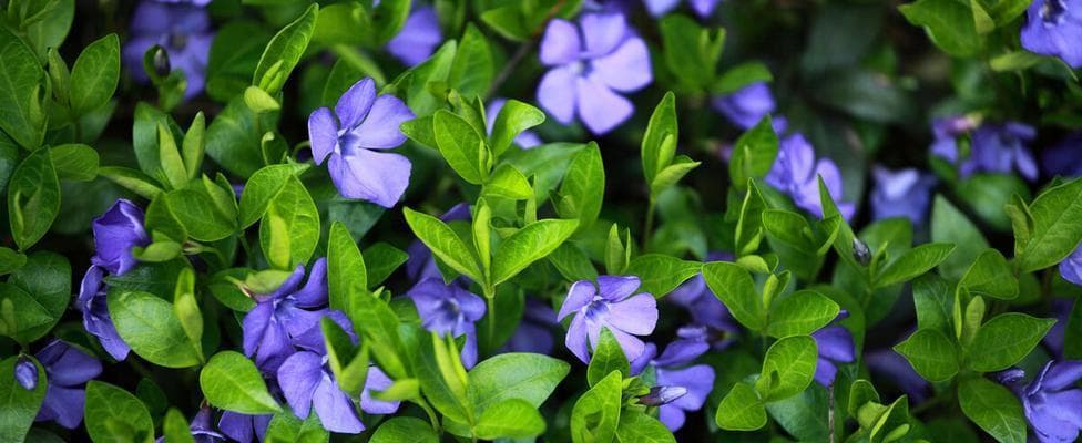 以花为生命的象征——探索花朵所代表的生命力（花朵在生命中的意义与表达方式）