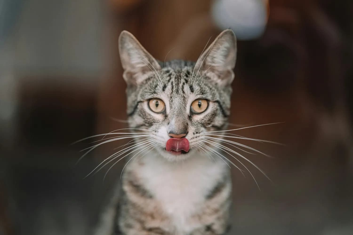猫咪吃糖危害大！你家猫还好吗？
