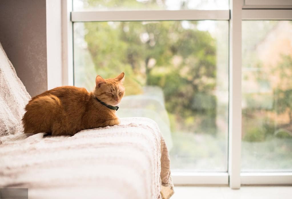 猫咪对环境的要求很高，做好这5点能满足猫咪的需求