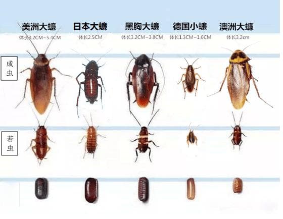 蟑螂的危害及防制