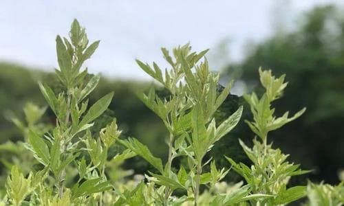 艾草的生长环境条件及适合种植的地方（了解艾草的适生环境，打造优质种植环境）