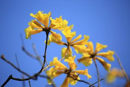巴西国花——黄花风铃木