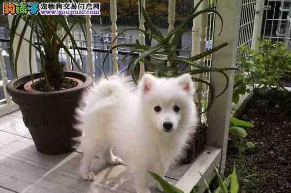 宠物狗狗的养护与训练全攻略（从饲料到训练，打造健康亲密的宠物关系）