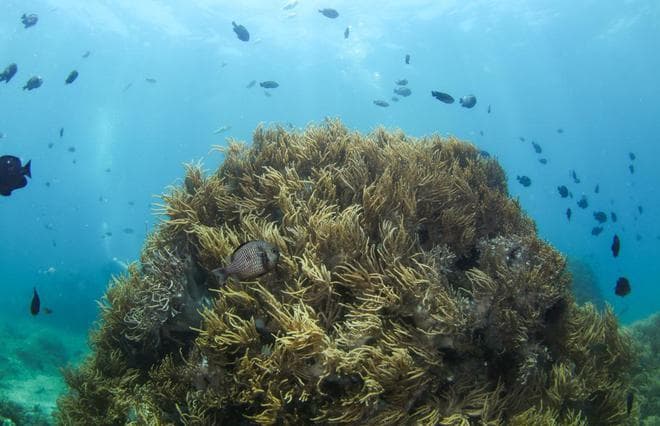 蜈支洲岛：从生态退化到海底花园的华丽转身