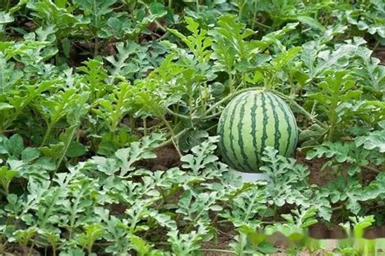 西瓜种植全攻略：从土壤准备到施肥管理