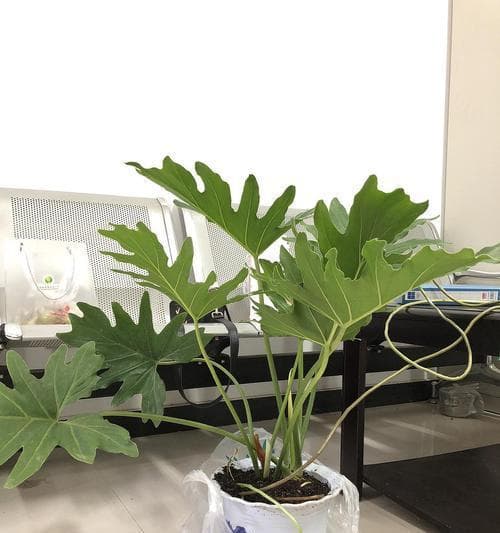 从选种到收获：春雨种植全流程详解