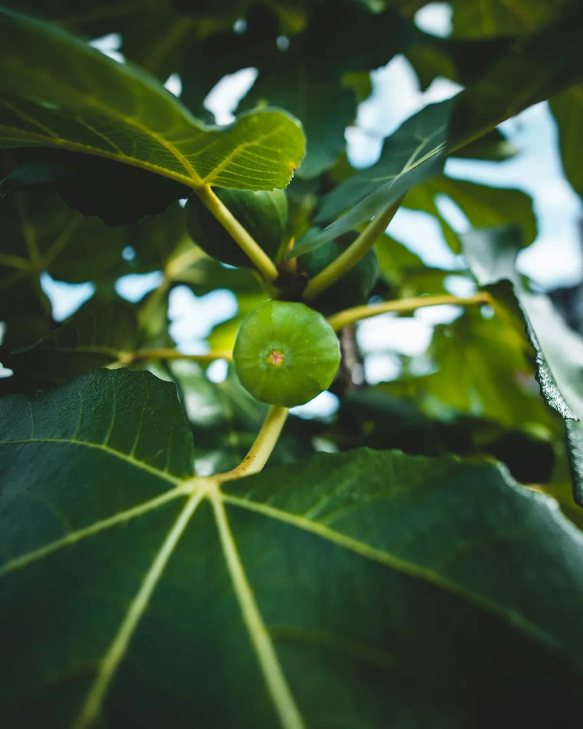 科技赋能无花果：从病虫害防治到智能化管理