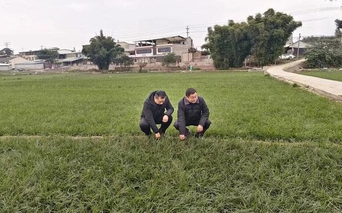麦冬产地动态与市场行情分享
