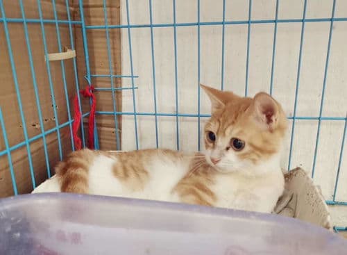 橘猫活泼亲人，爱撒娇，是理想宠物伴侣。