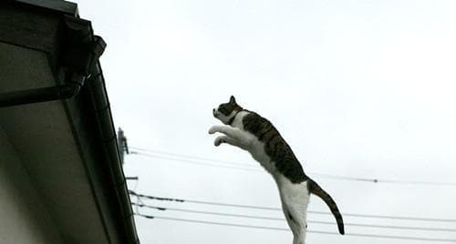 高层住宅养猫安全指南：如何防范猫咪发生意外