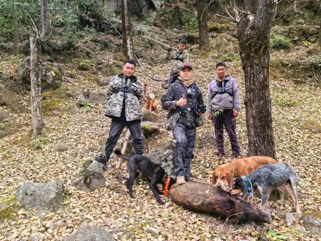 野猪真的已到了“泛滥”地步吗？如何避免下一个“野猪”？国家林草局专家回应