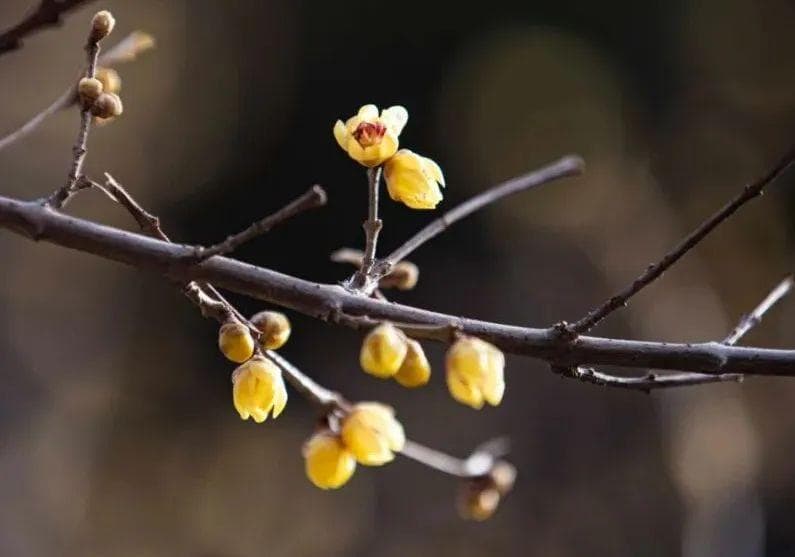 北京经开区赏花日历：从腊梅到牡丹，十种花卉花期全攻略