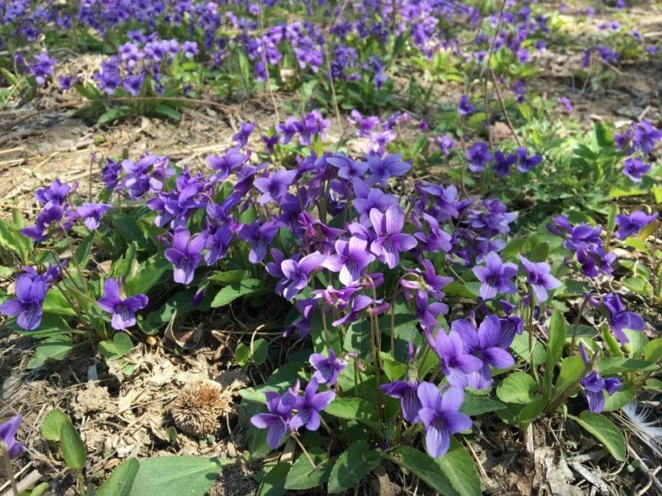这种紫花小草，人称“地黄瓜”，用来包饺子是一绝，春季不吃太可惜