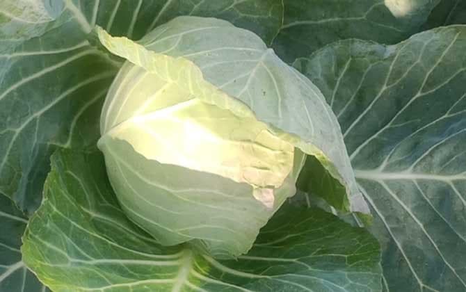 圆白菜是什么植物？
