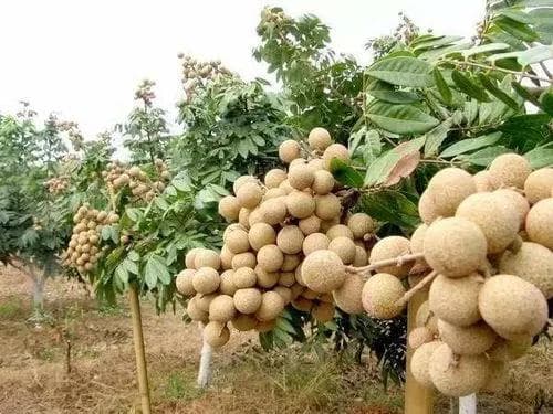 桂圆树种植最佳气候土壤条件，轻松收获甜美果实