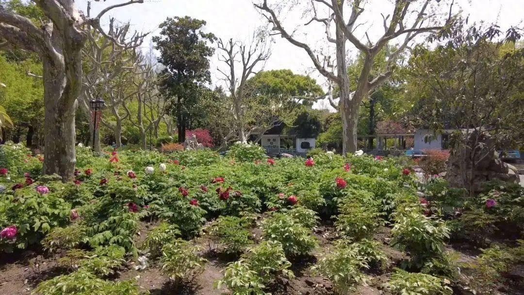 公园鲜花盛开，牡丹芍药有区别