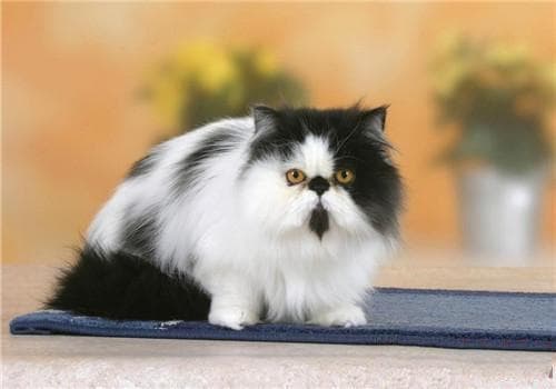 波斯猫洗澡指南：这样做既安全又舒适