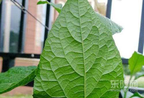 南非叶的功效与作用