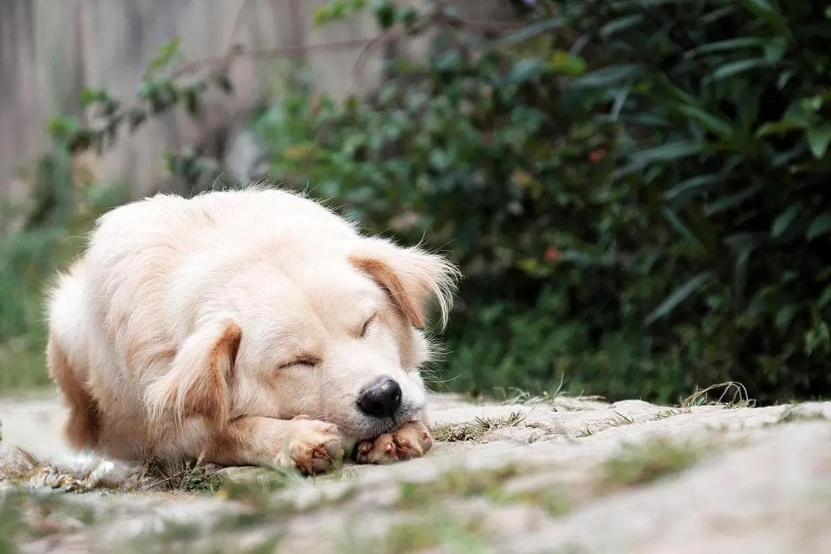 狗狗生病不吃不喝怎么办