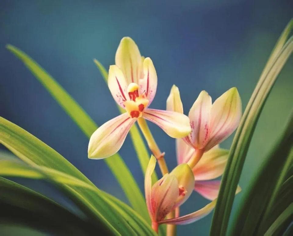 大寒与淮南“花代”——兰花
