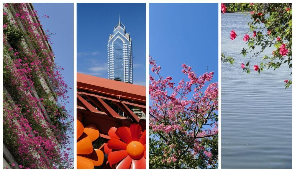 漫步番禺市桥秋之畔：邂逅繁花盛景，品味烟火人间