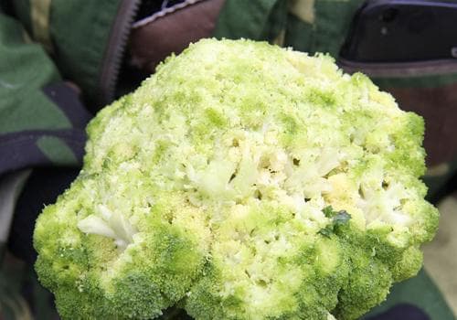 西兰花开花了还能吃吗？一文详解西兰花食用全攻略