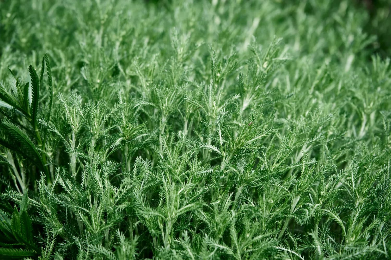 皇帝菜推荐：茼蒿的养生秘籍