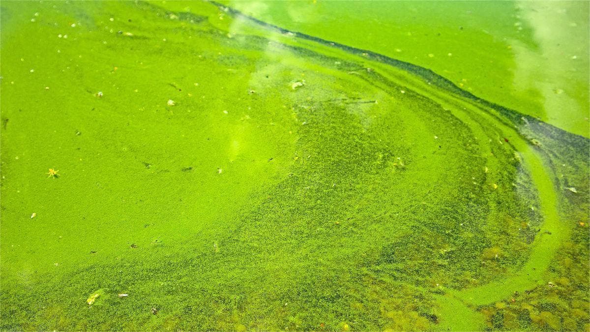 池塘老绿水混浊水怎么解决？池塘水浓绿，有泡沫，可以这样调节！