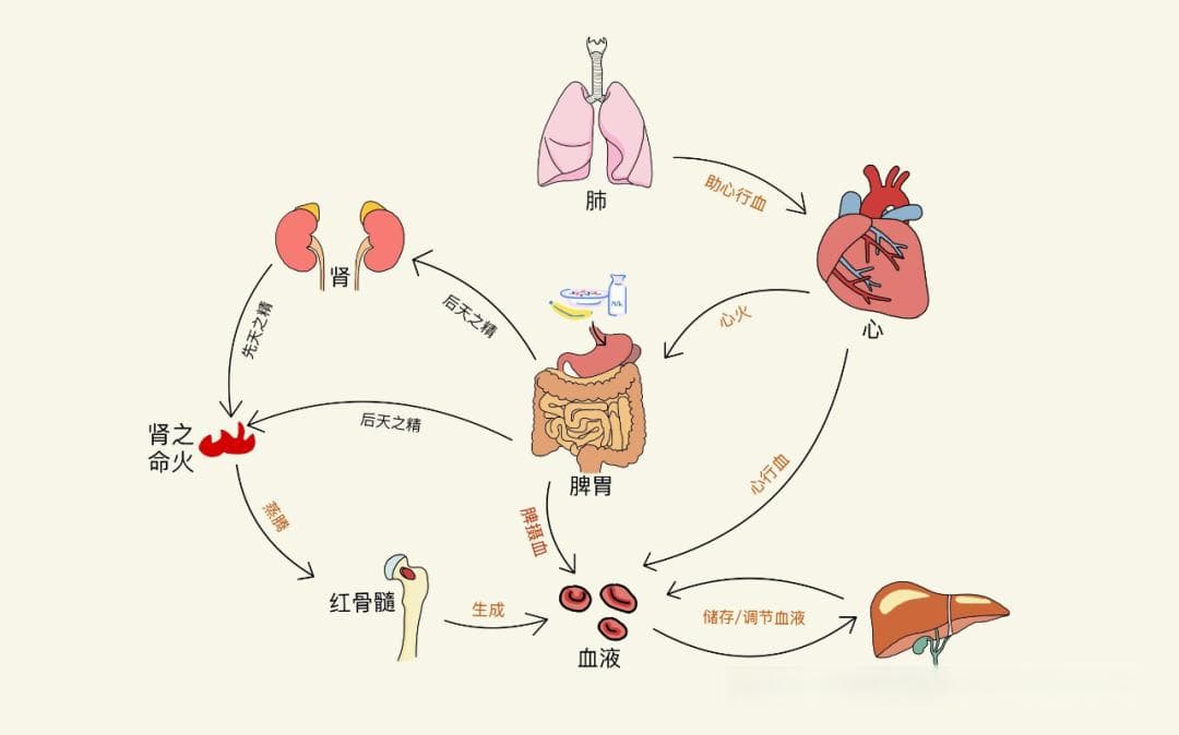 中医基础 | 中医之"血"，生命的源泉（附思维导图）