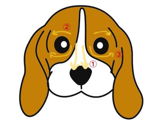比熊犬泪痕怎么办？从饮食到护理的全方位指南