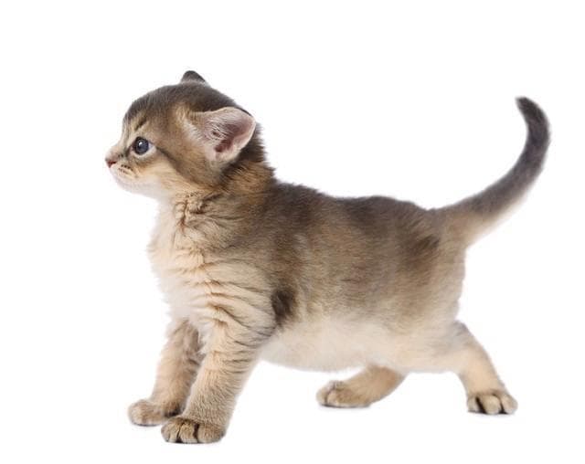 惊呆了！猫的反应速度竟是人类的数倍？