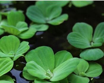 水草养护全攻略：如何为水草提供最佳生长环境？