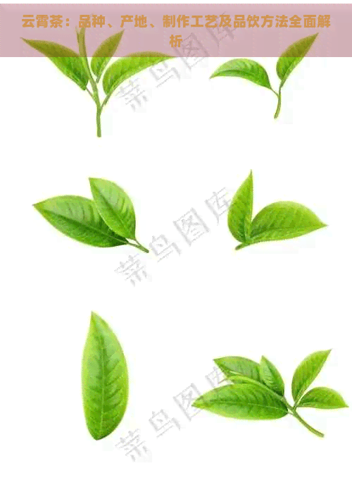 云霄茶：品种、产地、制作工艺及品饮方法全面解析
