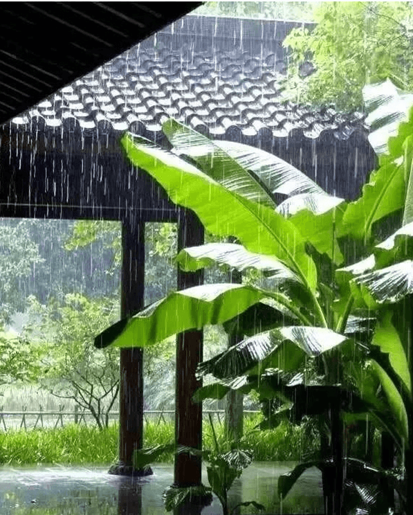 去听听雨打芭蕉的音韵美