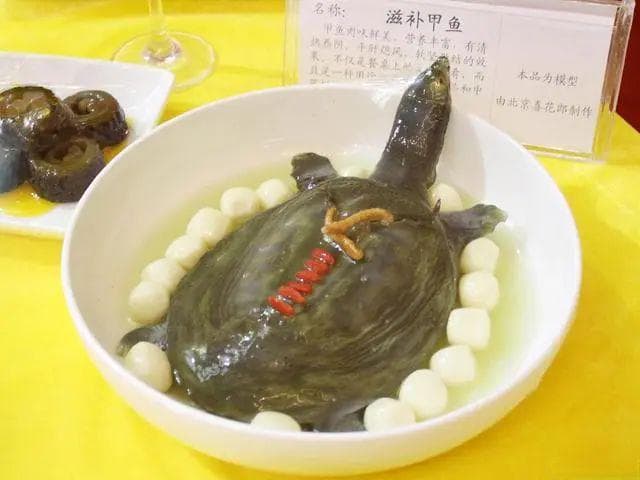 孕期美食探索：甲鱼可以吃吗？孕期遇上甲鱼，美味与营养双重诱惑