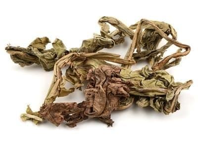 蒲公英：从传统到现代的药用价值