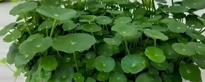 铜钱草养殖全攻略：土壤与水培技巧详解