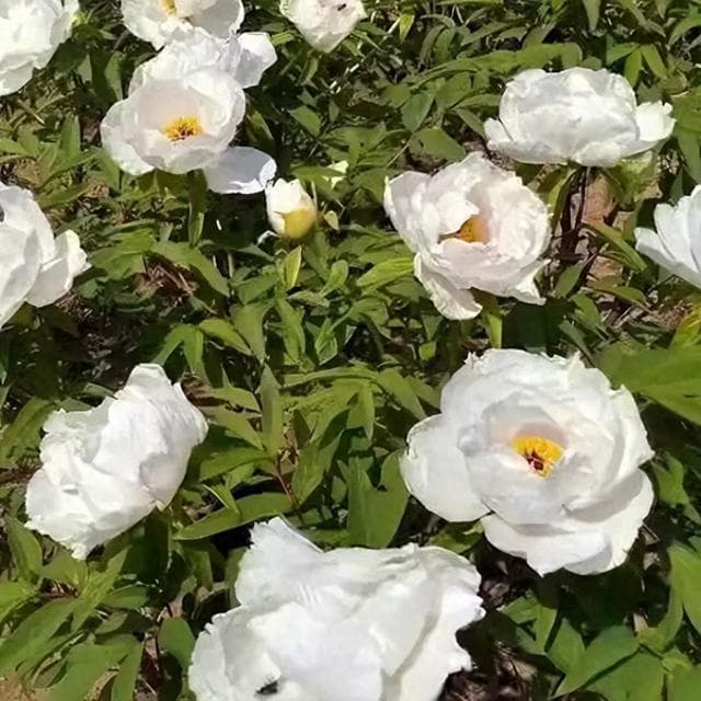 养血调经，敛阴止汗——白芍