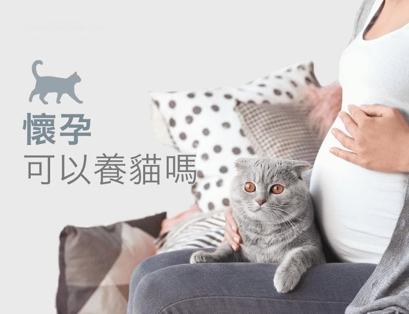 怀孕可以养猫吗？了解孕期养猫3个重点