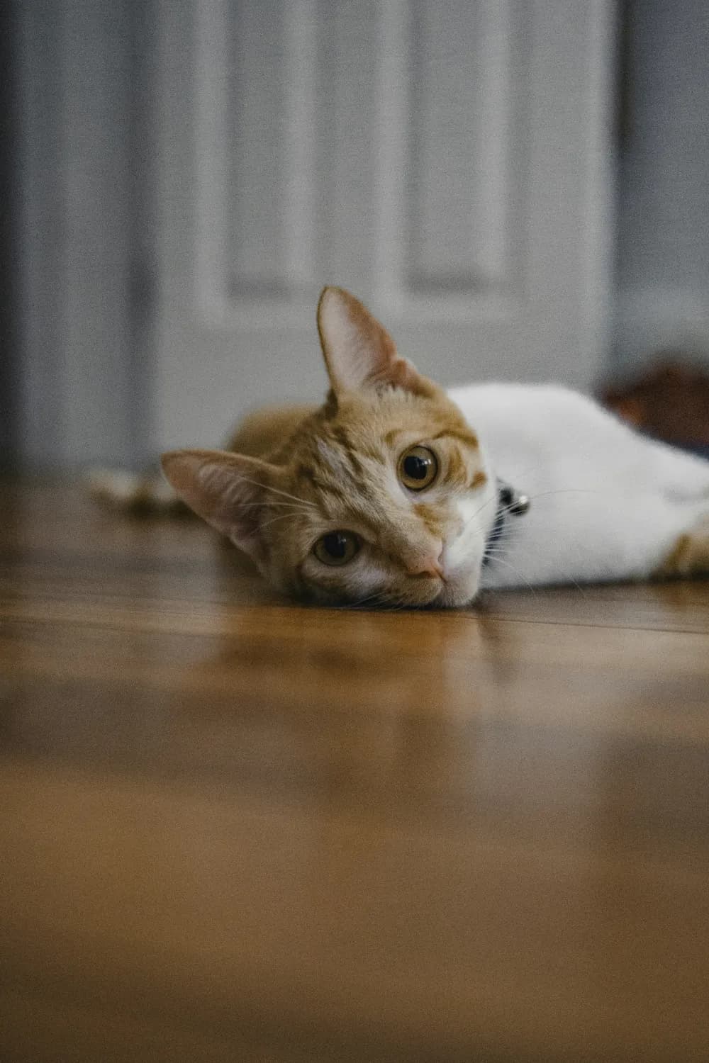 西班牙物理学家破解“猫咪运动方程”，首次用物理公式描述人猫互动