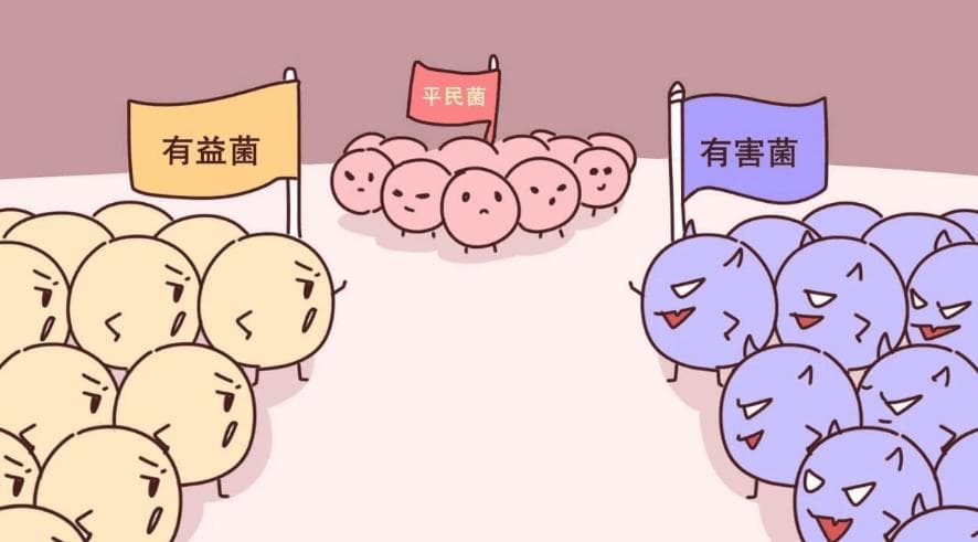 益生菌服用时长及效果分析