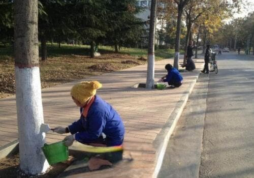 果树涂白的作用、时间及方法详解