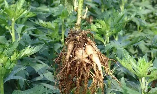 附子的十大完美搭档：驾驭“附子性悍”的临床智慧