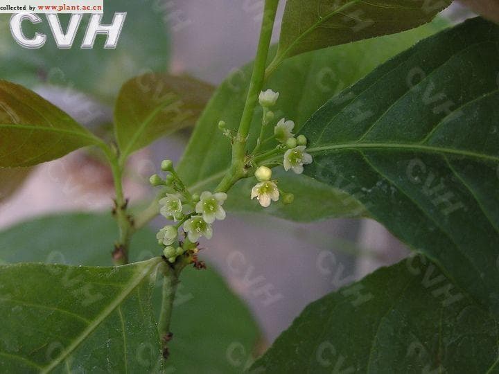 美登木：一种具有抗癌活性的药用植物