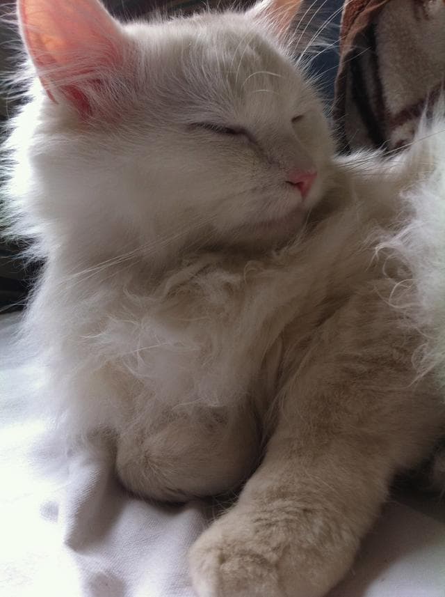 何你的猫咪爱互舔毛？背后原因竟然这么暖心！
