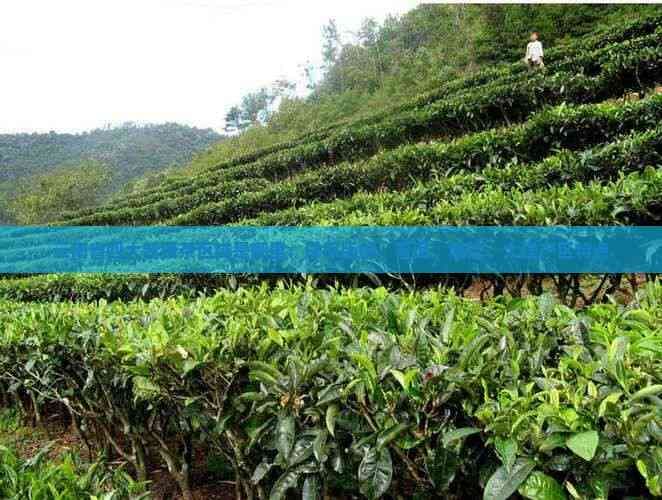 云南省四大普洱茶区域是哪里：详探版纳、普洱、临沧、大理产区特点