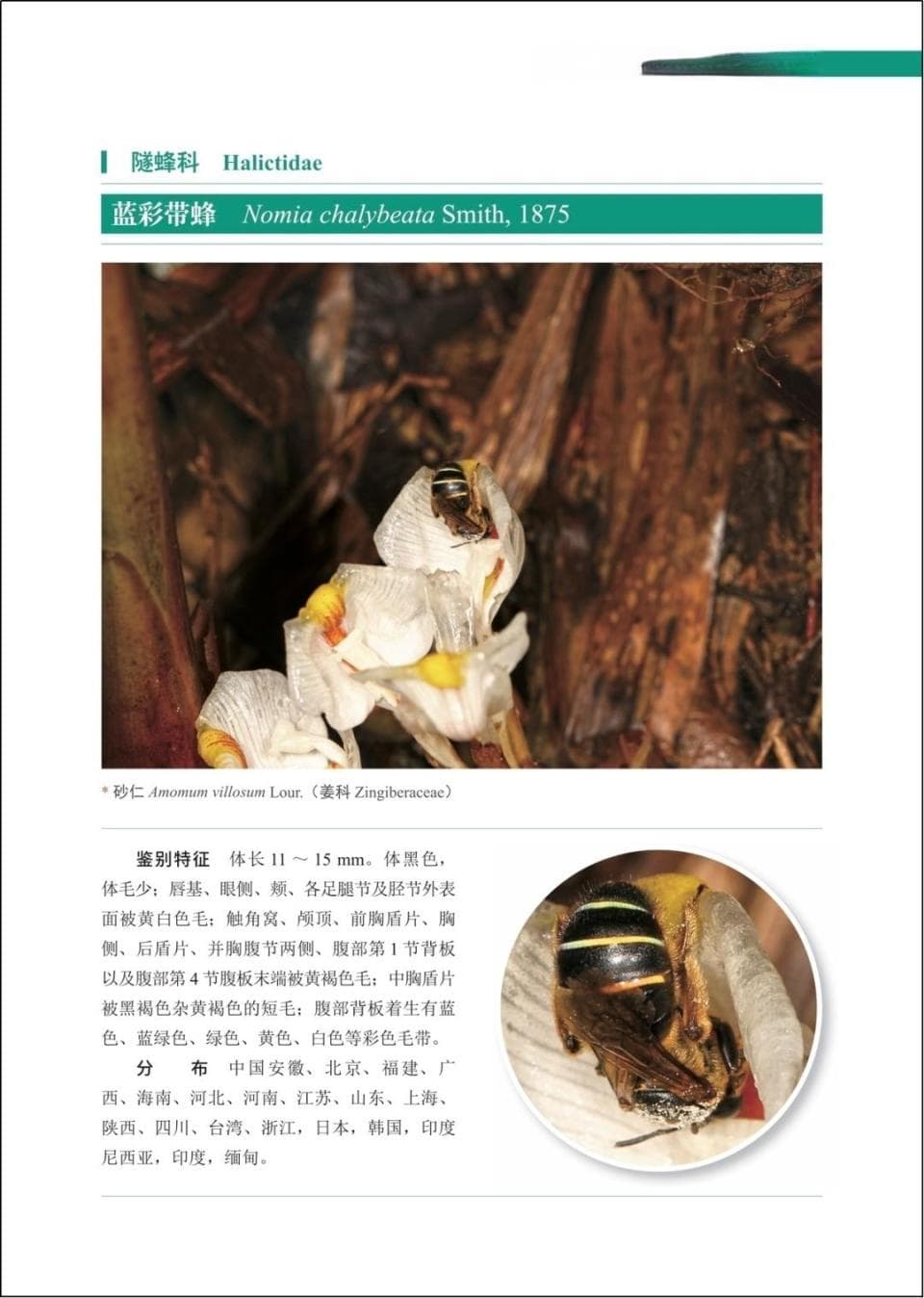 昆虫学联手植物学！创新“图谱”让互作双方同时呈现